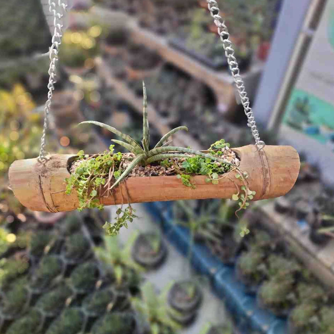 Bamboo Hanging Planter